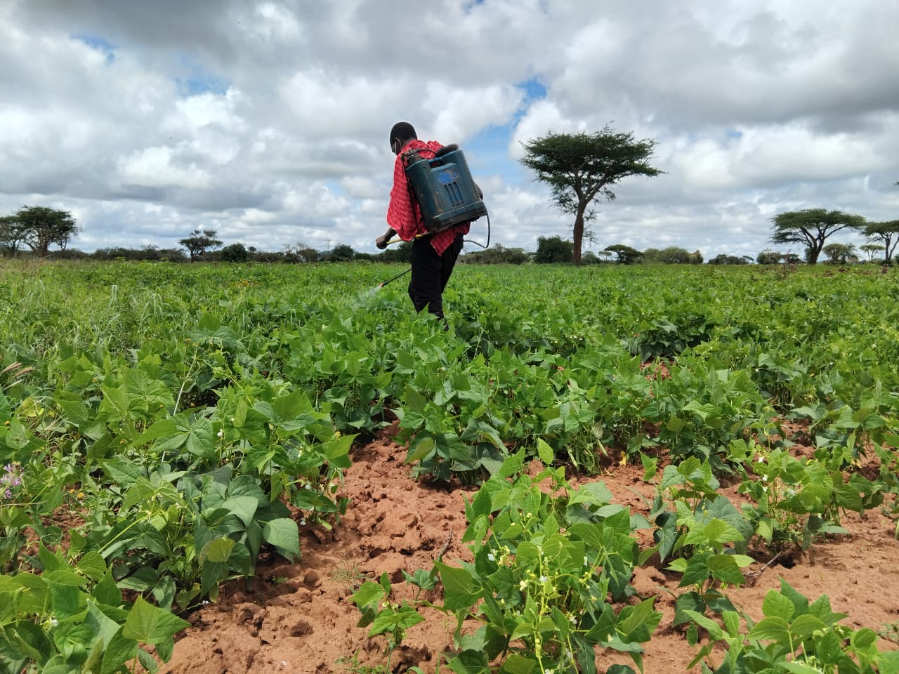 Crops Cultivation