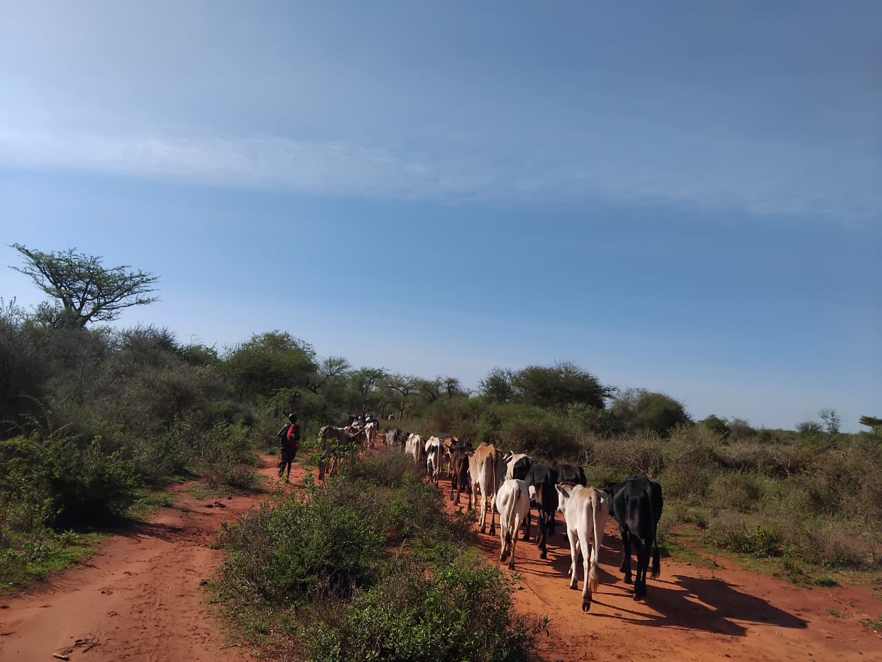 Livestock Fattening